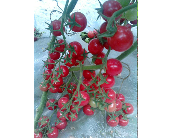 tN-ؐ-NI